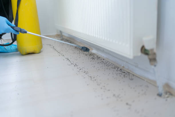 Best Spider Control Near Me  in Grand Haven, MI